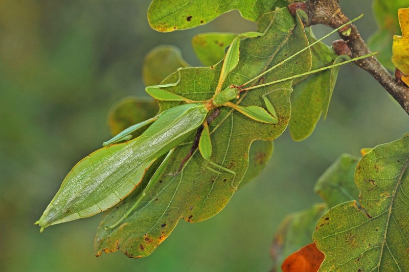 Bei den Gespenstschrecken sind die Weibchen größer als die Männchen  – eine Seltenheit in der Tierwelt.