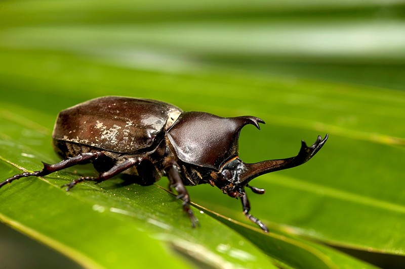 Der Herkuleskäfer zählt zu den stärksten Insekten der Welt, das erklärt auch seinen Namen.