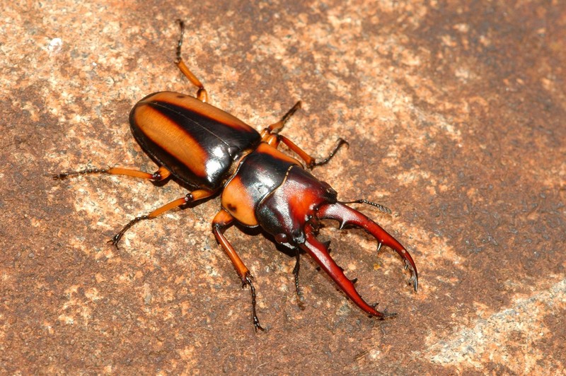 Die Larven des Goliathkäfers sind zum Teil schwerer als ein ausgewachsener Käfer.