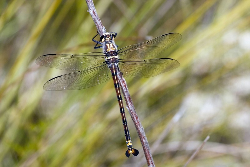 Die Riesenlibelle ist nicht nur groß, sondern auch eine der ältesten bekannten Insektenarten: Sie ähnelt fossilen Libellen, die bereits vor Millionen Jahren existierten.