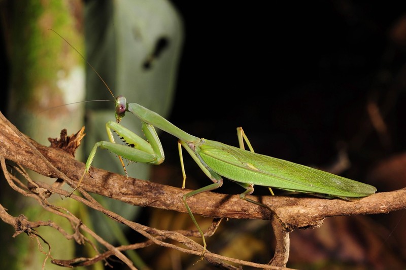 Insekten sind winzig? Bei einigen ist das keineswegs der Fall.