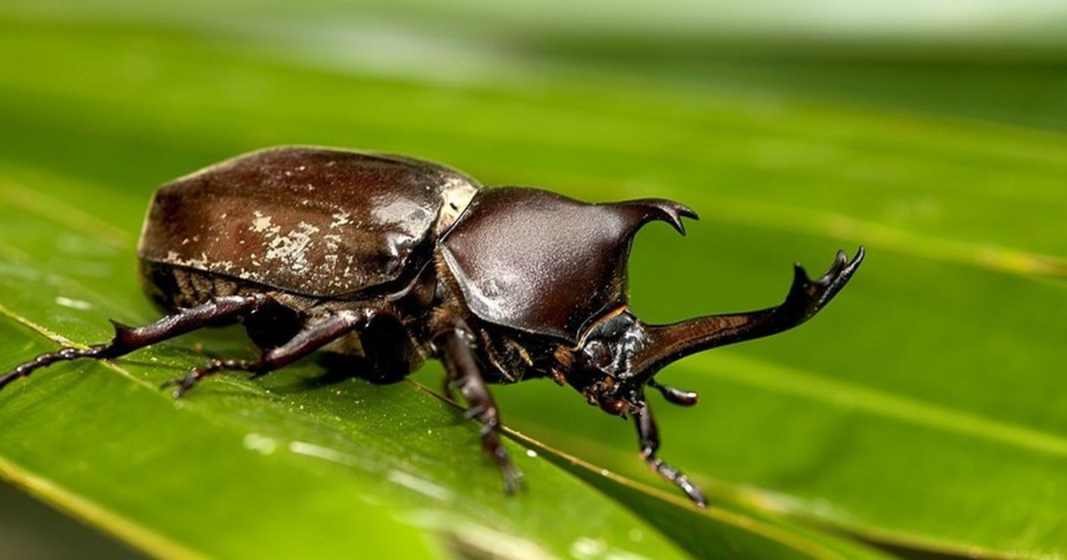 Die größten Insekten der Welt