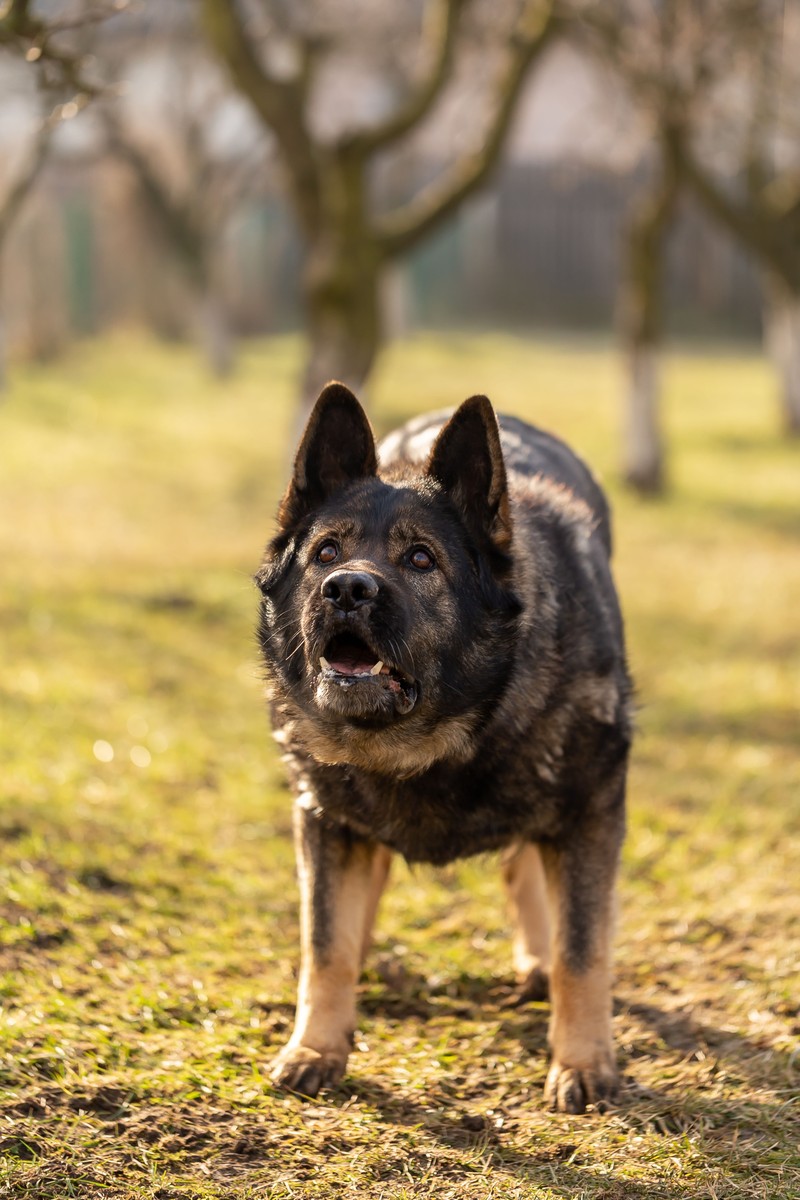 Der Kai Ken gilt als besonders treuer Hund.