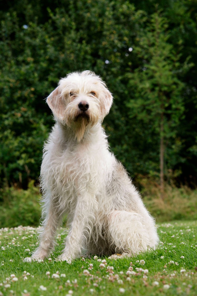 Für aktive Familien ist der Otterhund wie gemacht.