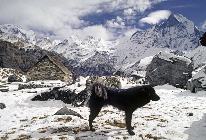 Mit dem dichten Fell steht der Tibetanische Mastiff nicht allein da.