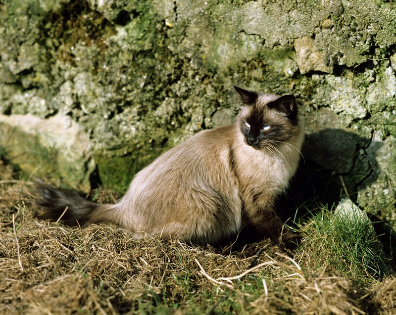 Balinese Katze genießt ihren Freigang.