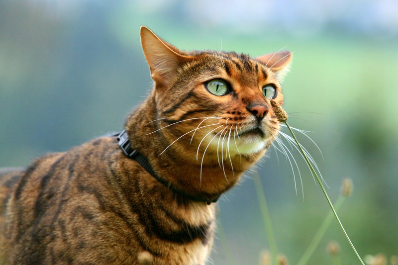 Bengalkatzen kennen kaum Hürden in der Natur.