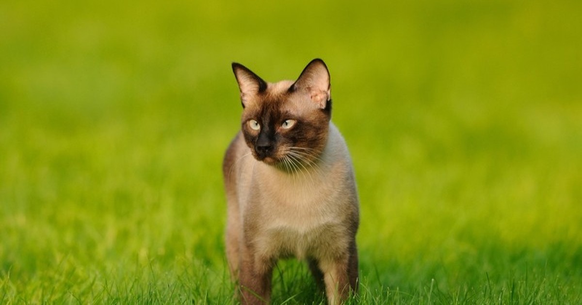 Freigänger: Katzenrassen, die raus wollen