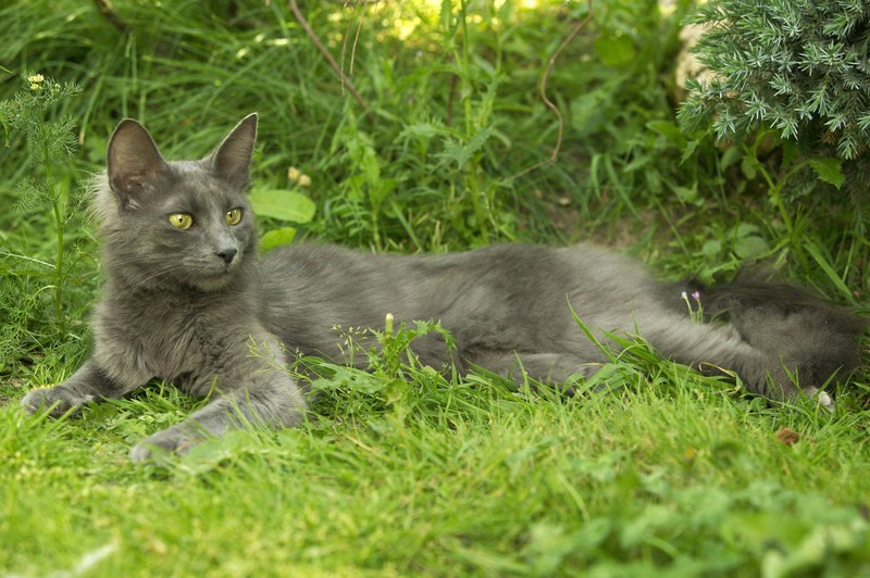 Die Türkische Angora beobachten gerne die Natur.