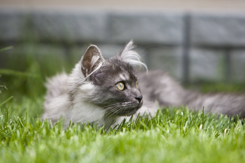 Maine Coon hat keine Scheu vor dem Draußensein