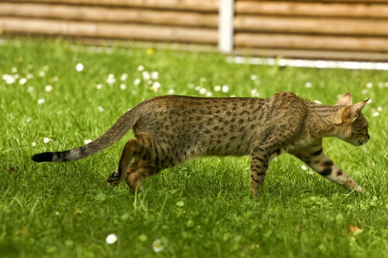 Savannah-Katzen haben einen unermüdlichen Bewegungsdrang.