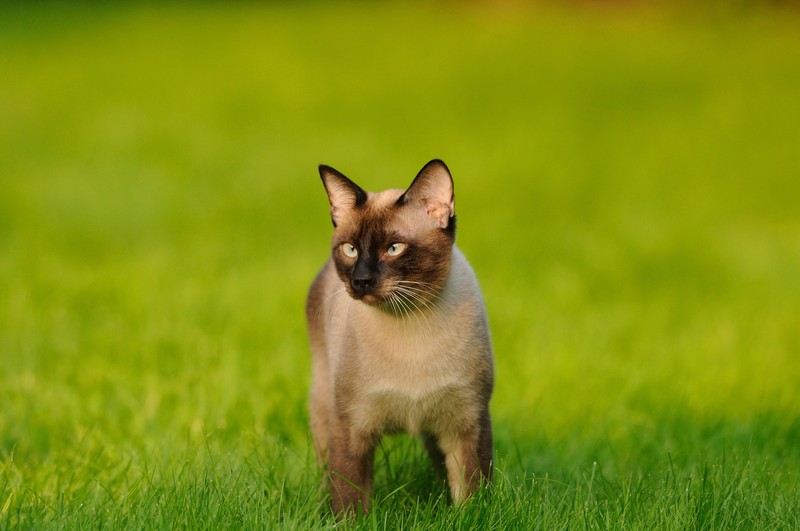 Siamkatze sind sehr neugierig und lieben Freigang.