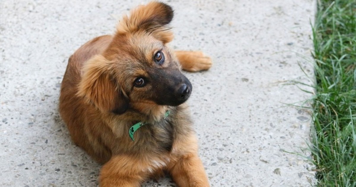 Das sind die 10 beliebtesten Hundenamen