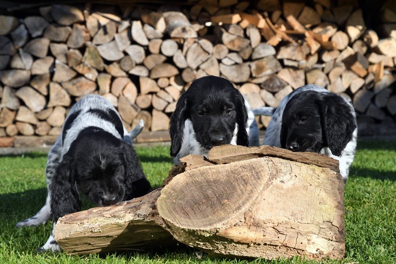 Bei der Namensauswahl dieser Fellnasen hat man viele Möglichkeiten.
