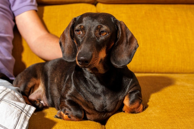 Der Name Amy passt zu verschmusten und liebevollen Hündinnen.