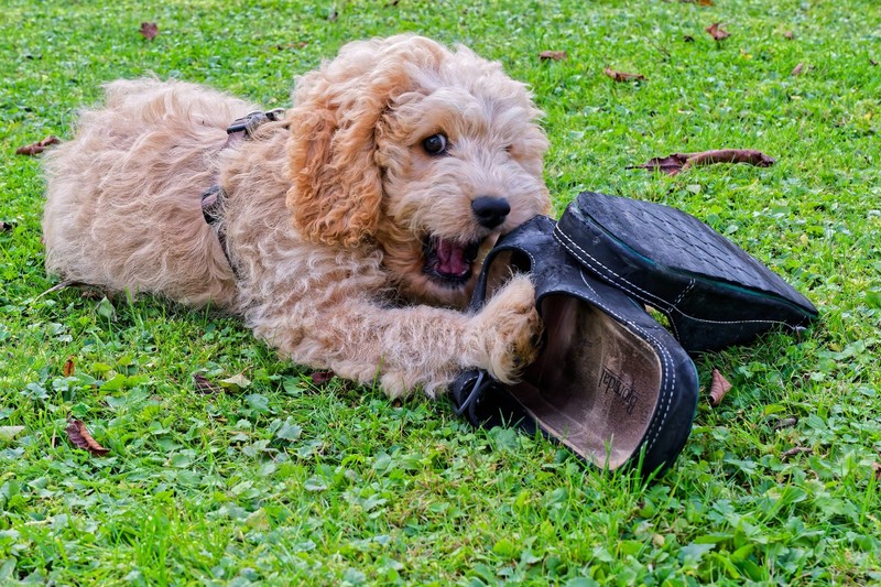 Der Name Bruno bedeutet übersetzt „der Braune“.