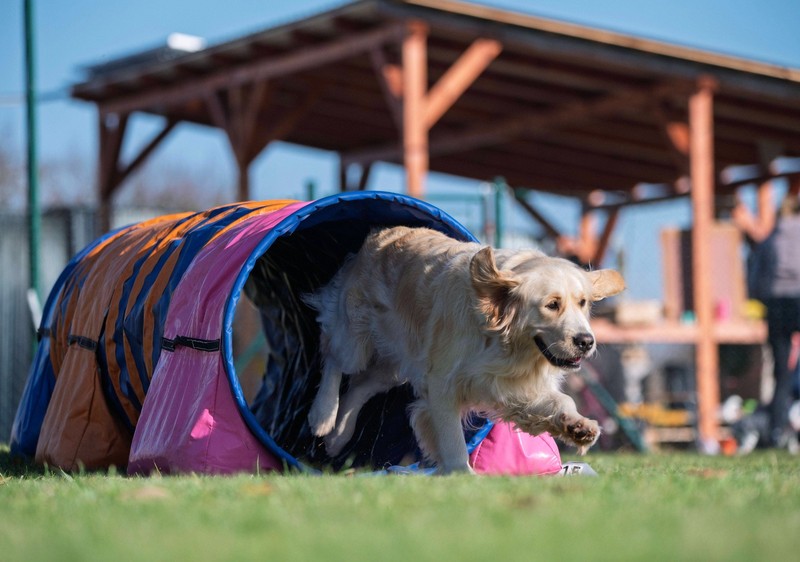 Der Name Charly passt zu lebhaften Hunden, die sich gerne an der frischen Luft bewegen.