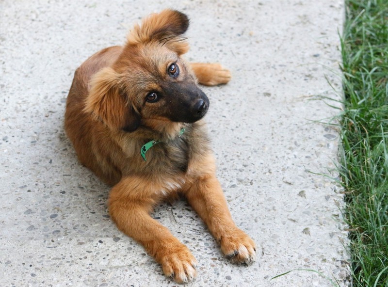 Der Name Kira leitet sich griechischen Begriff „Kyrios“ ab.