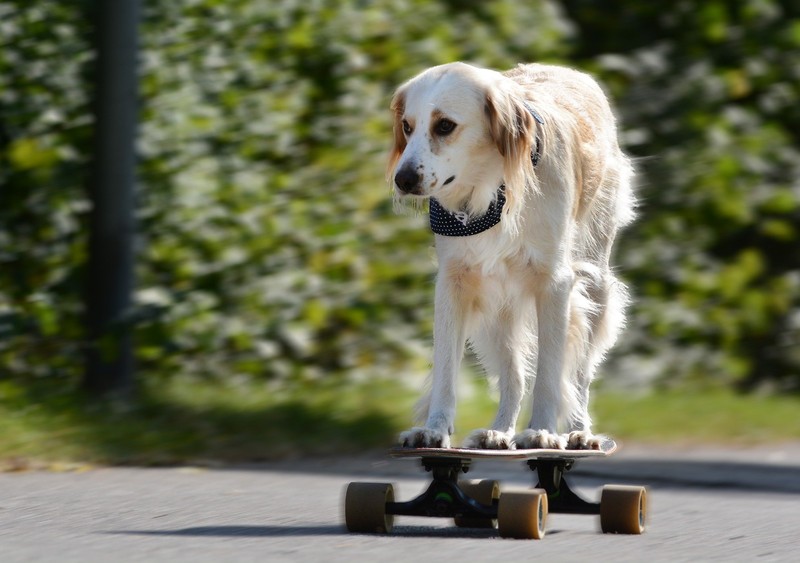 Der Name Nala bedeutet „Löwin“ und passt zu verspielten Hündinnen.