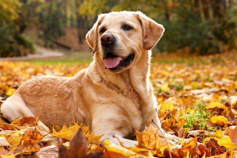 Die Farbe des Labrador Retriever passt perfekt zum Namen Leo.