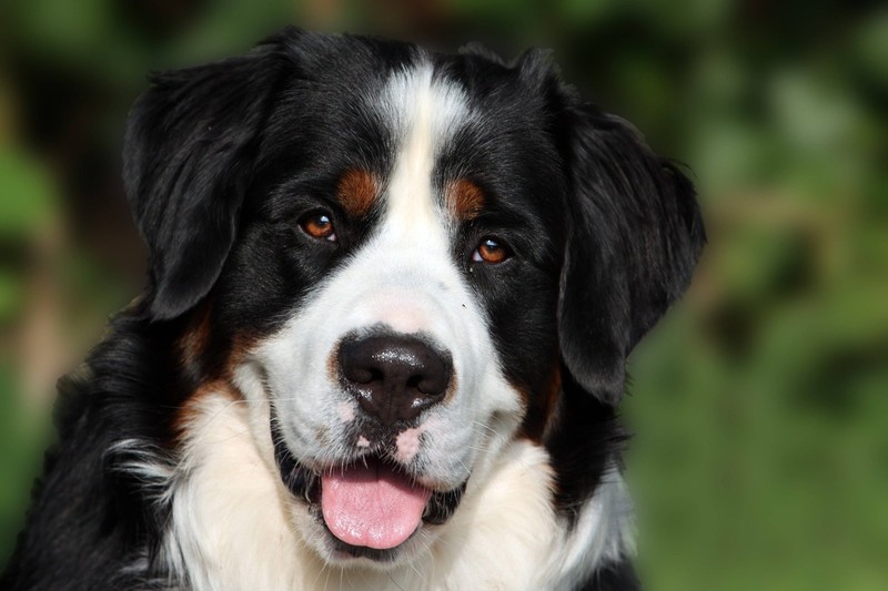 Zu diesem glücklichen Berner-Sennenhund würde der Name Lucky sehr gut passen.