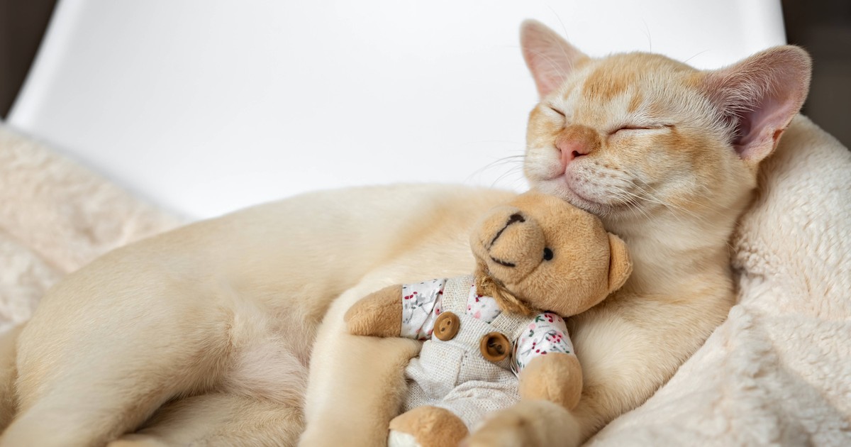 Verschmust: Katzenrassen, die am liebsten kuscheln