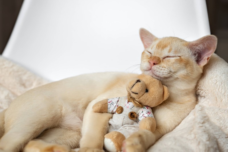 Die Burma-Katze bringt Neugier und Nähe mit.