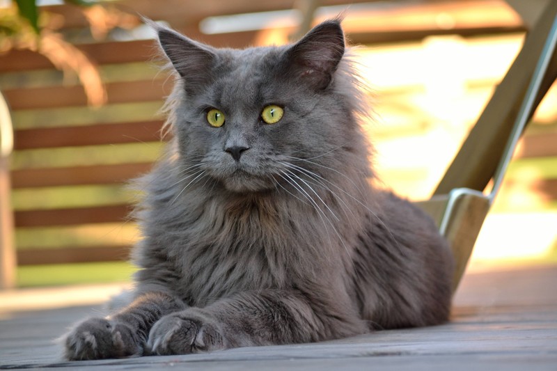 Die Maine Coon genießt die Nähe zu Menschen.