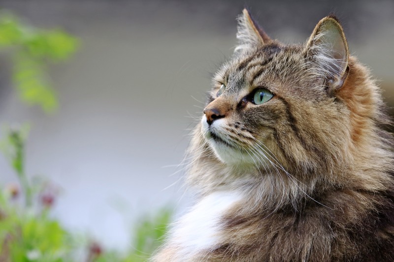 Die norwegische Waldkatze ist unabhängig, aber dennoch kuschelt sie gerne.