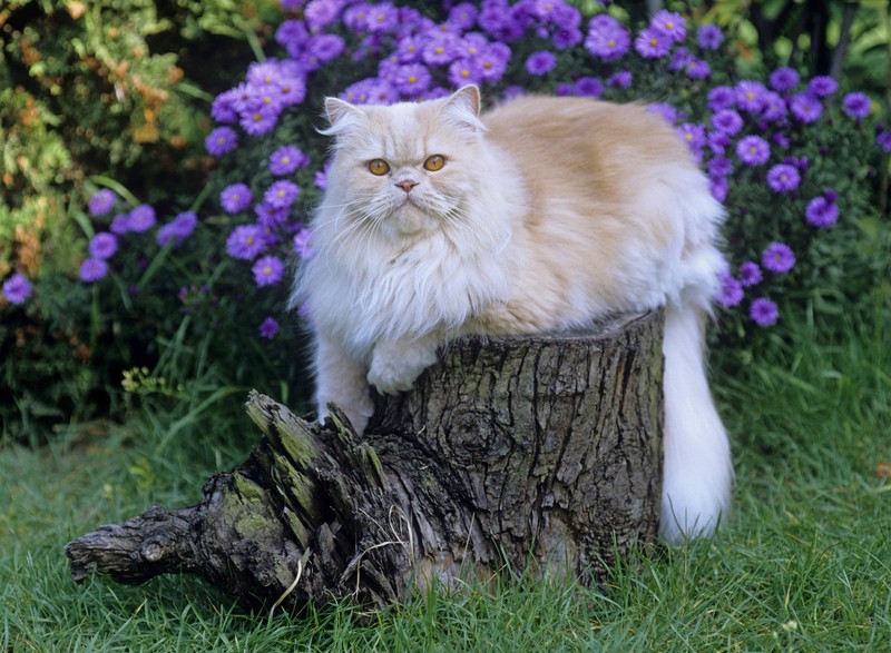 Perserkatze lassen sich gerne verwöhnen.