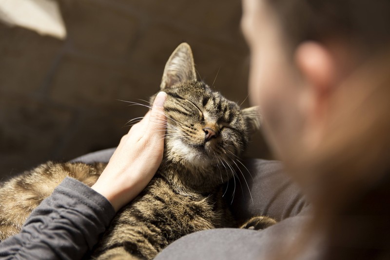 Viele Katzenrassen genießen die Nähe zu Menschen.