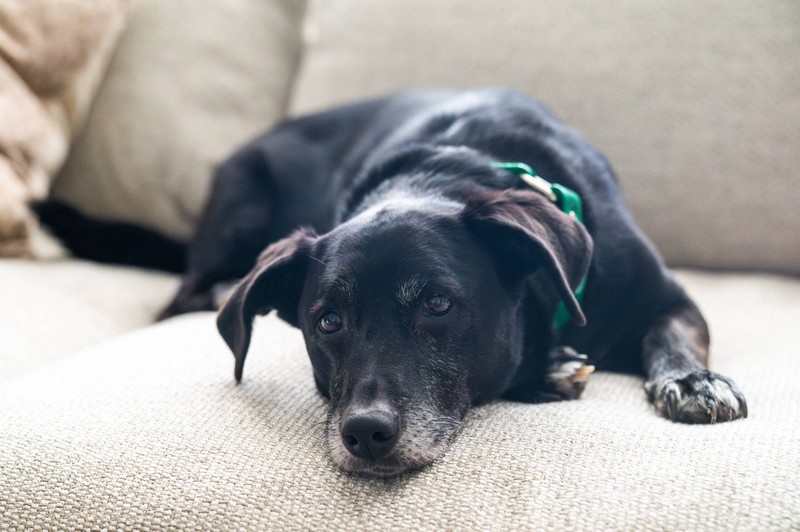 Laut Martin Rütter dürfen Hunde auch auf dem Sofa liegen.