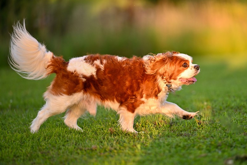 Was bedeutet es, wenn der Hund mit dem Schwanz wedelt?