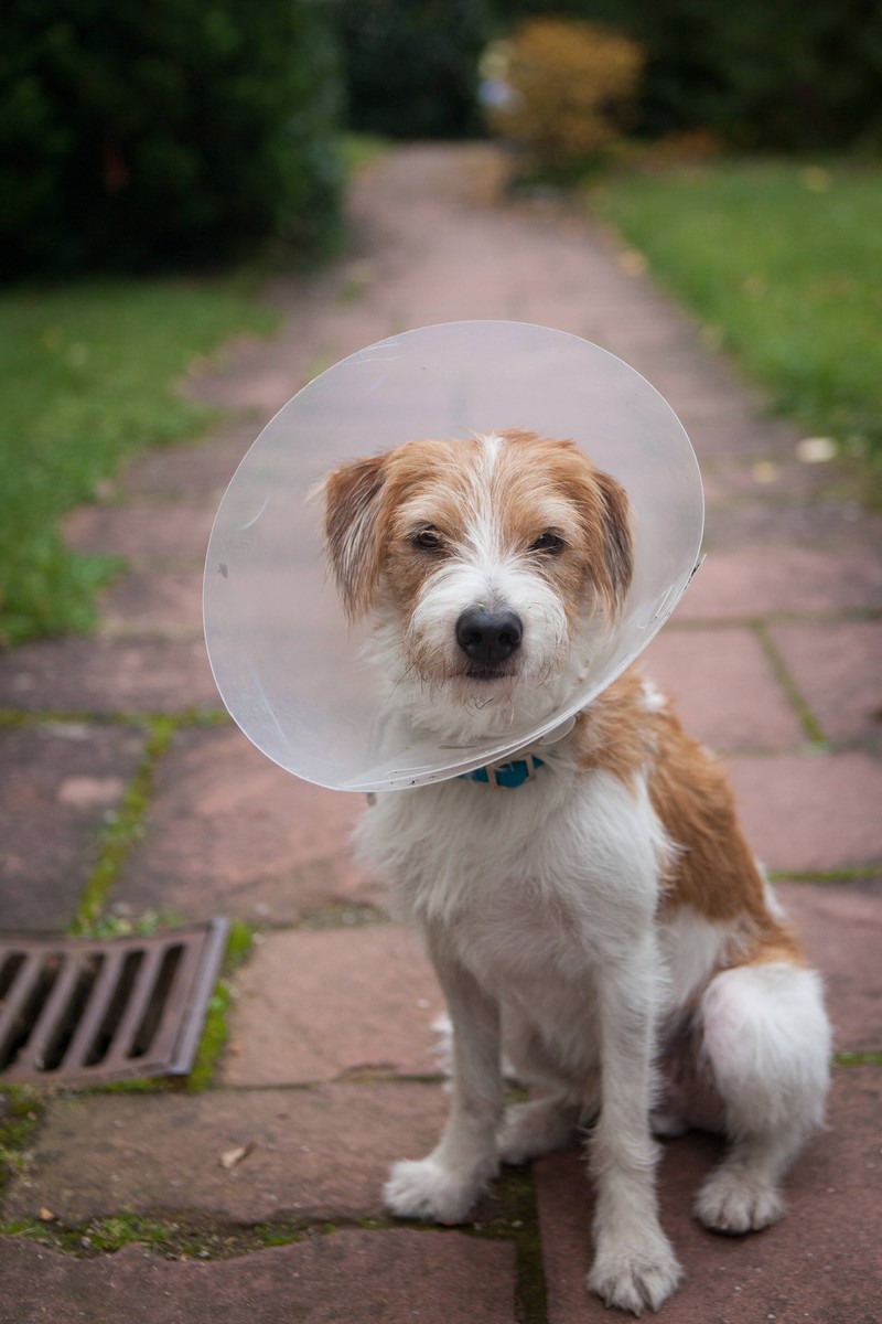 Wie steht Martin Rütter zur Kastration bei Hunden? Er hat eine klare Meinung