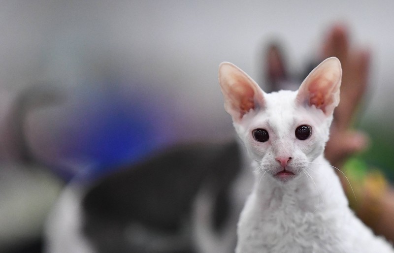 Die Cornish Rex haart nur minimal.