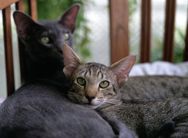 Die orientalische Kurzhaarkatze verliert wenig Haare und eignet sich gut bei Allergien.