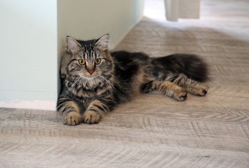 Die sibirische Langhaarkatze gibt weniger Allergene ab.