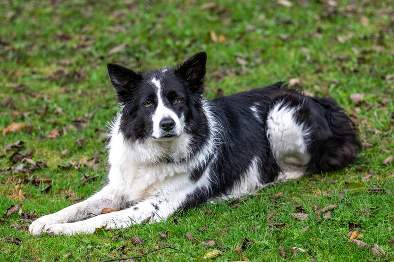 Der Border Collie braucht sowohl physische, als auch psychische Beschäftigung.