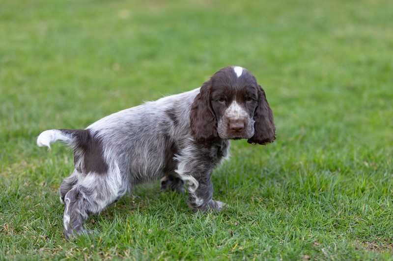 Der Cockerspaniel braucht viel Zuwendung und liebt regelmäßige Beschäftigung.