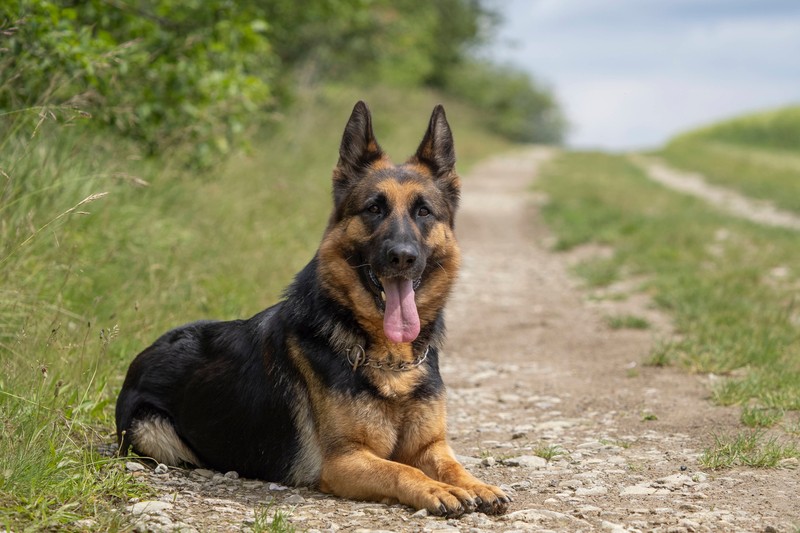 Der deutsche Schäferhund braucht viel Bewegung und Führung.