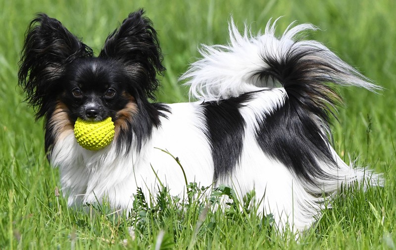 Der kleine Papillon ist sehr anhänglich und kann sich schnell einsam fühlen.