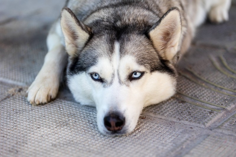 Der Siberian Husky ist zwar unabhängig, aber nicht gerne allein.