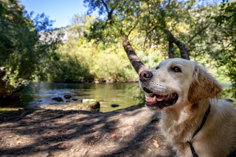 Golden Retriever sind sehr anfällig für Einsamkeit.