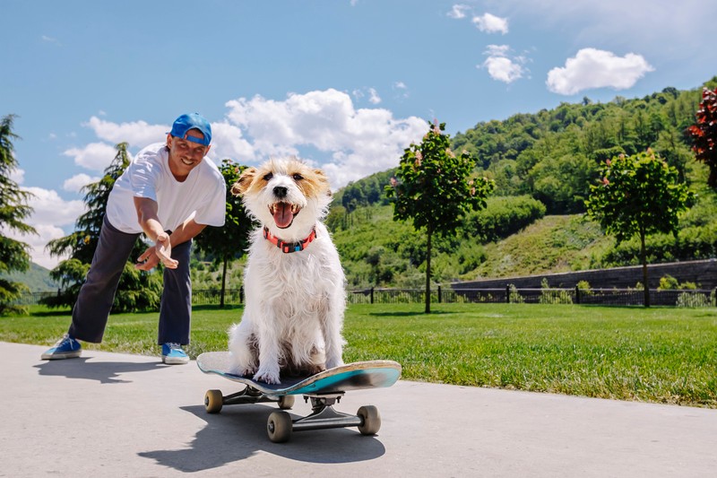 Hunde wollen beschäftigt werden und genießen die Gesellschaft anderer.