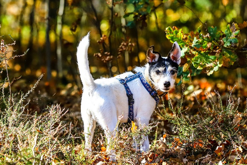 Jack Russell Terrier sind sehr neugierig und lieben Gesellschaft.