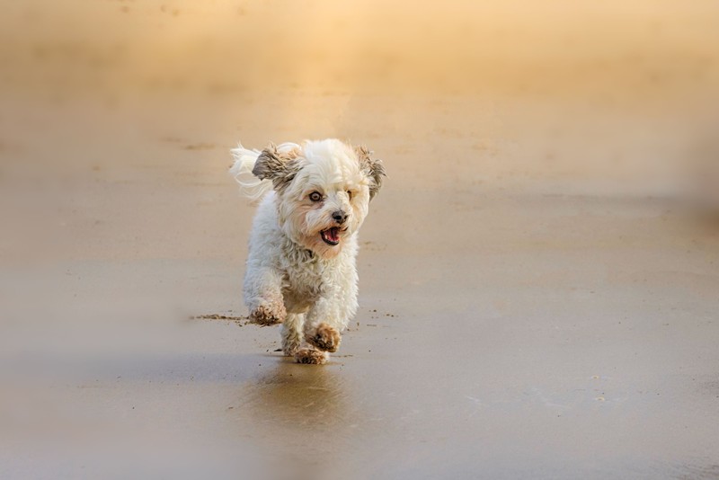 Malteser Hunde sind sehr familienbezogen und sind nicht gerne alleine.