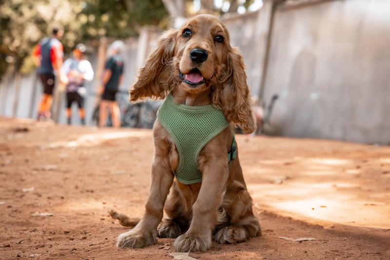 Cocker Spaniel haben ein fröhliches Wesen und sind ideale Familienbegleiter.