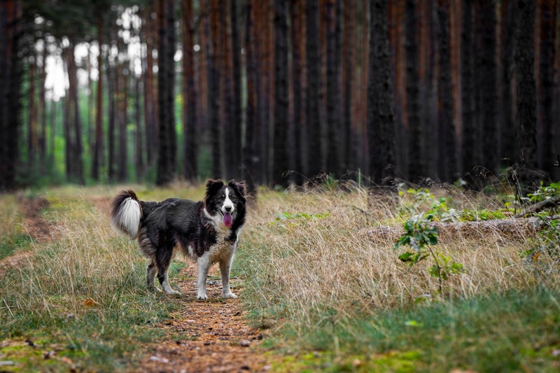 Der Australian Shepherd besitzt viel Arbeitsfreude.