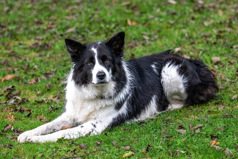 Der Border Collie hat eine Lebenserwartung von etwas 13,5 Jahren.