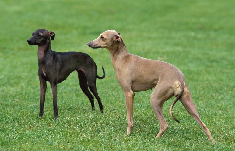 Italienische Windspiel Hunde sind sehr elegant und widerstandsfähig.